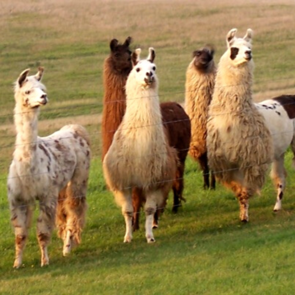Leisure Acres Llamas – Llama Line Up