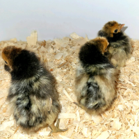 Freehling Farms – Brabanter Chicks