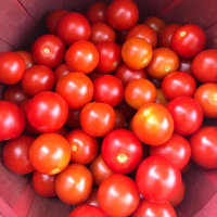 Crotallo’s All Natural Farm & Market – Tomatoes