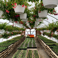  Robinson's Greenhouse & Farmer's Market – Fuchsia Baskets
