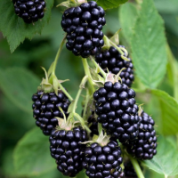 Sacred Gate Farm – Blackberries