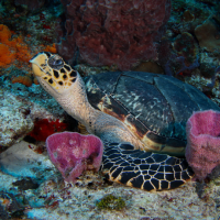 Jennifer Dillaman Photography – Turtle, Cozumel